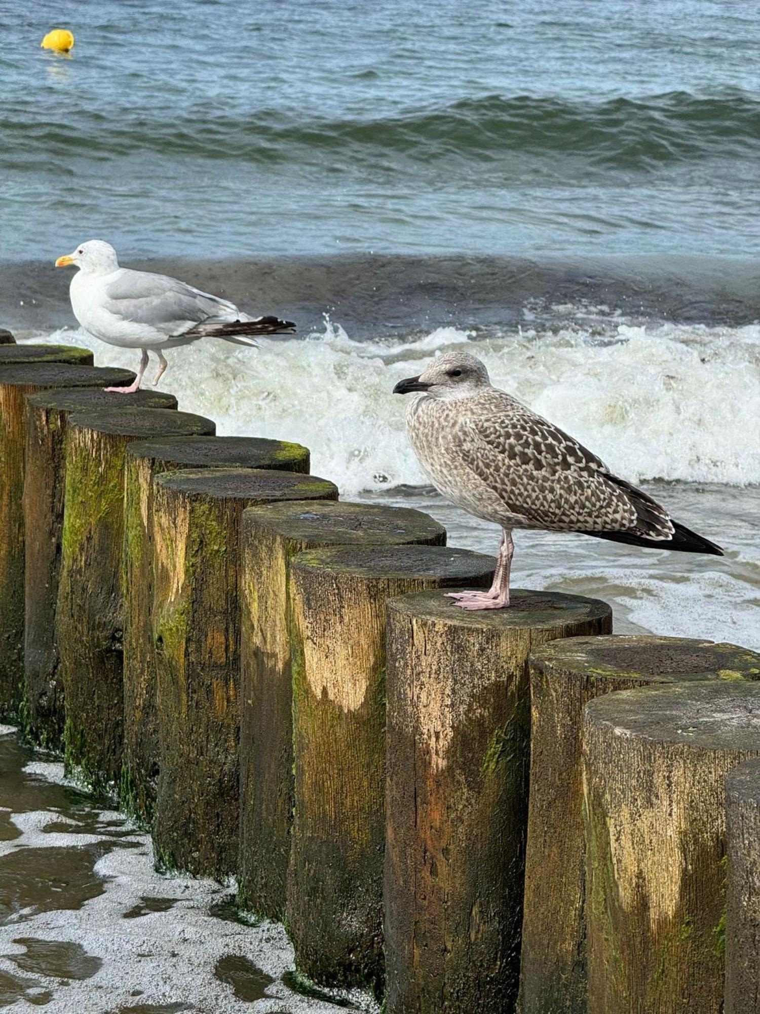 Drei-Insel-Blick Neßmersiel Extérieur photo
